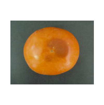 과정부 연화증상