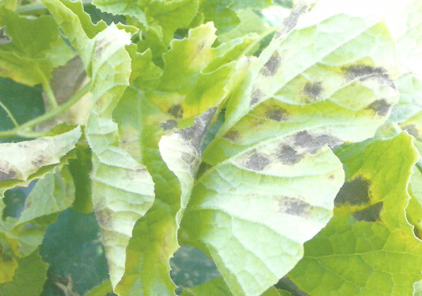 잎 뒷면에 형성된 곰팡이