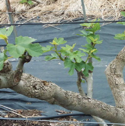 일소에 의한 표피 균열