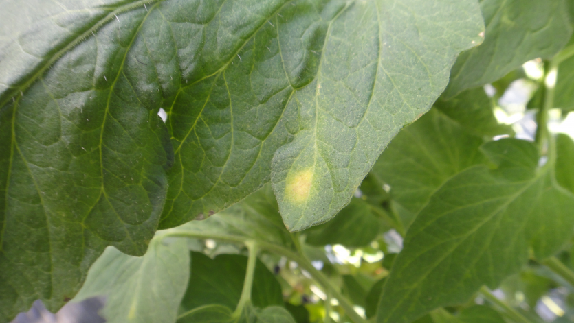 L. taurica의 초기 앞면