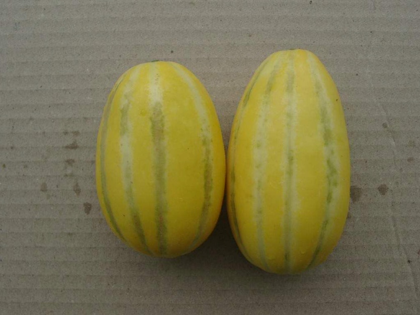 녹색줄무늬과 증상