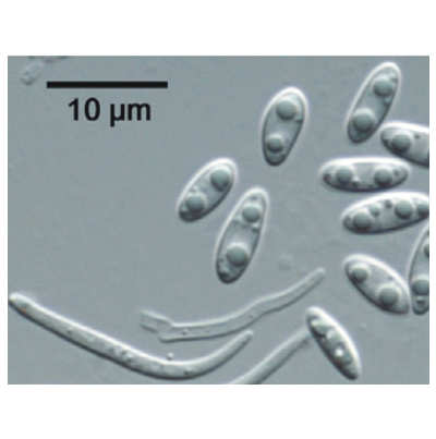  병원균(α 및 β 병포자) 