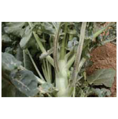 줄기 트는 증상