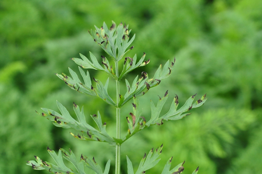중기 잎끝마름과 달무리 현상