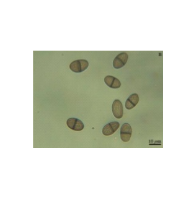 병원균(B. theobromae 분생포자) 