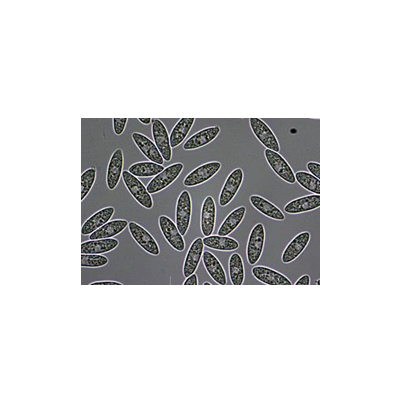 병원균(분생포자)