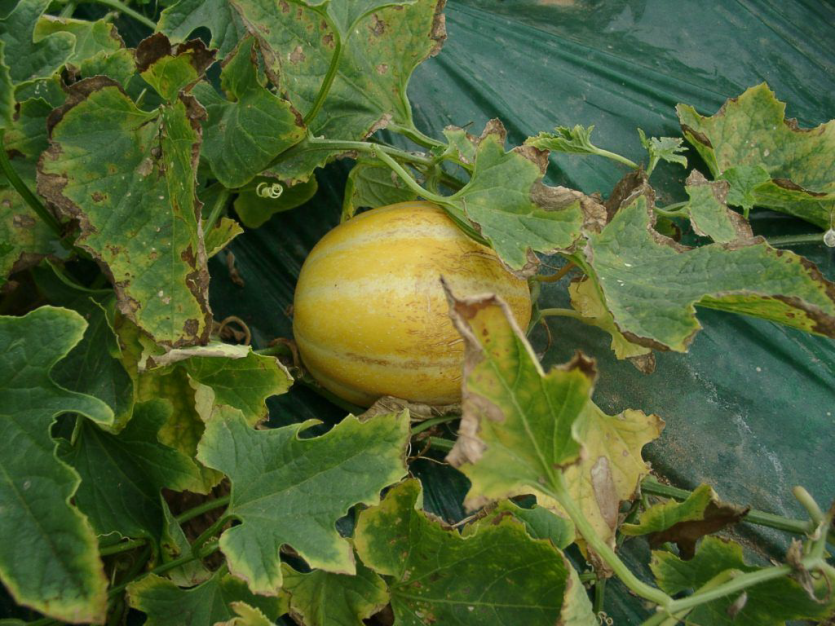 잎에 나타난 결핍증상