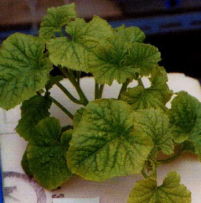 잎에 나타난 결핍증상