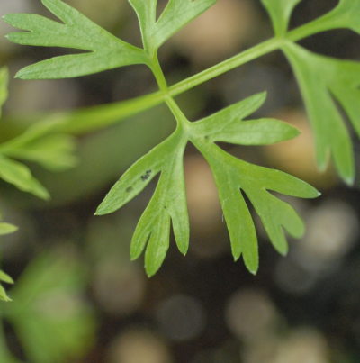 초기 잎점무늬 증상 및 달무리 현상