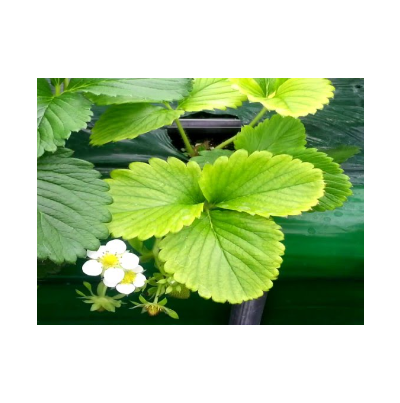 신엽의 황백화