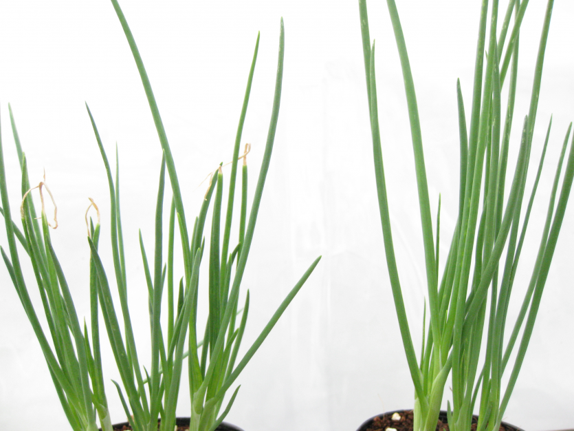 이병주(총생)과 건전주