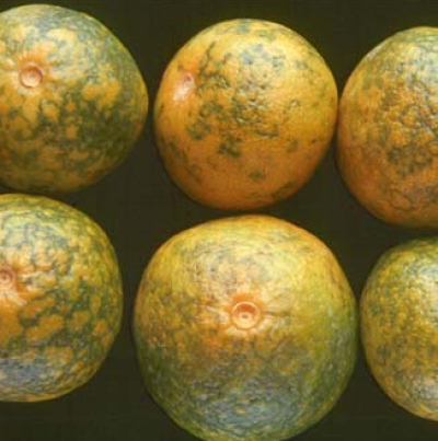 과피에 나타난 얼룩무늬