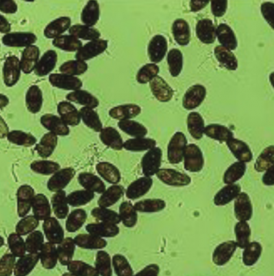 병원균(병포자)