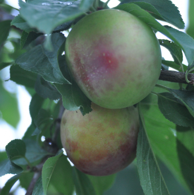 얼룩반점 및 기형과