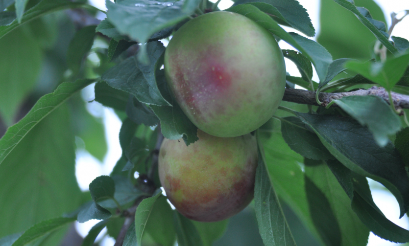 얼룩반점 및 기형과