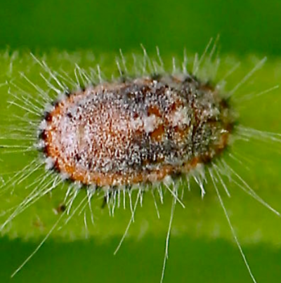 알집이 형성되기 전의 성충