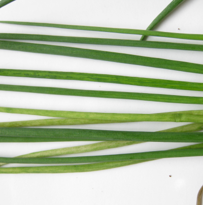 얼룩 줄무늬 증상