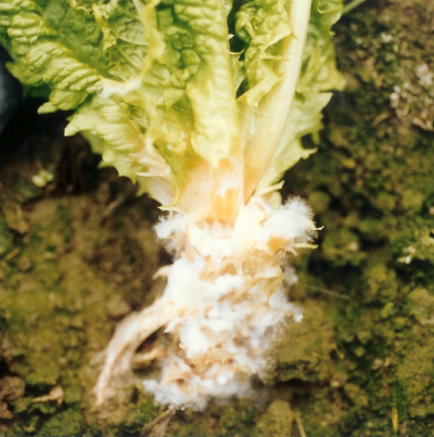 상추 지제부 흰 균사 및 균핵 형성(1)