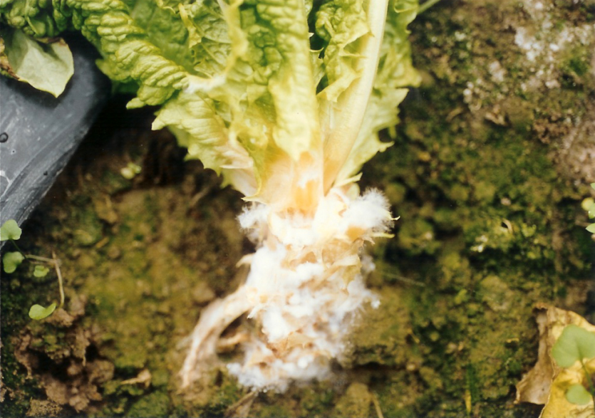 상추 지제부 흰 균사 및 균핵 형성(1)