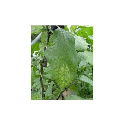 마그네슘 결핌 초기증상 