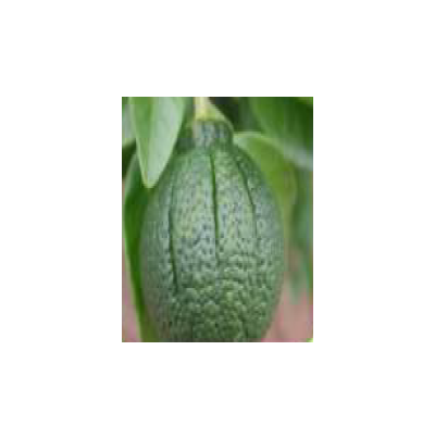 외관 과피의 상태에 따른 주름과