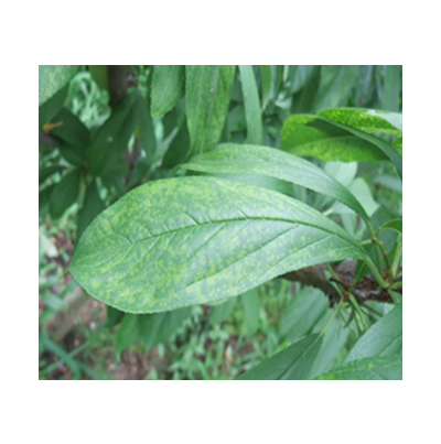 잎의 투명한 반점