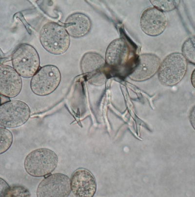 병원균(포자낭)