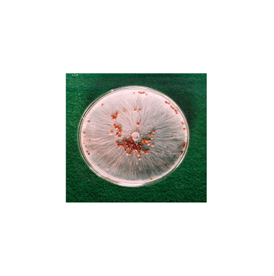 PDA 배지에 형성된 균핵 