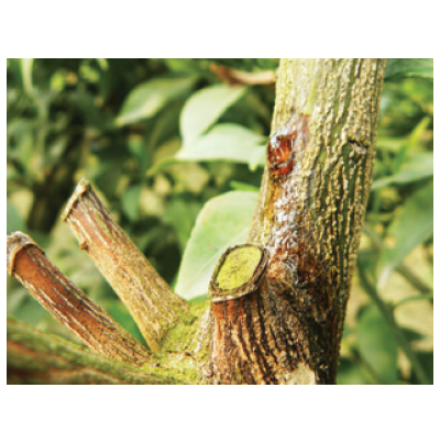 줄기의 수지는 흐르는 증상과 썩어들어가는 모습