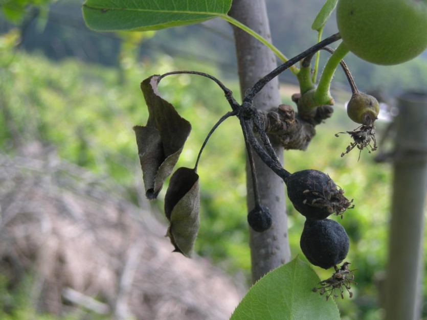 어린 열매의 증상