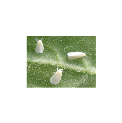 온실가루이 성충(날개사이 붙음)