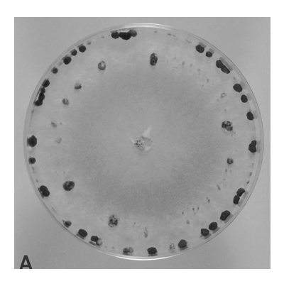 병원균(PDA 배지에 형성된 균핵)