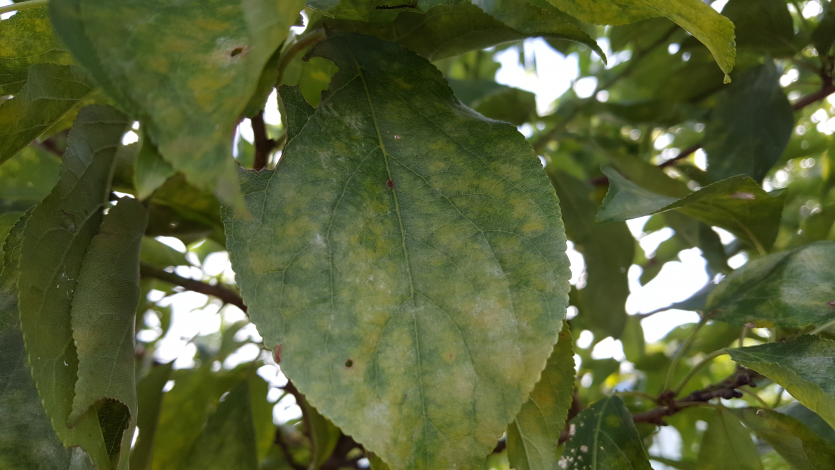 잎의 병징