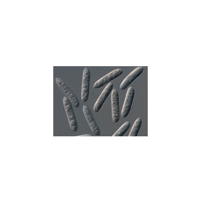 C. destructivum