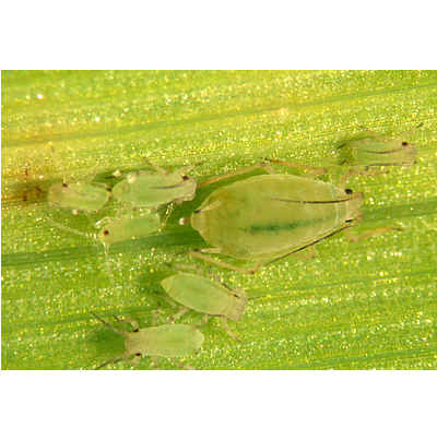 보리두갈래진딧물 무시충