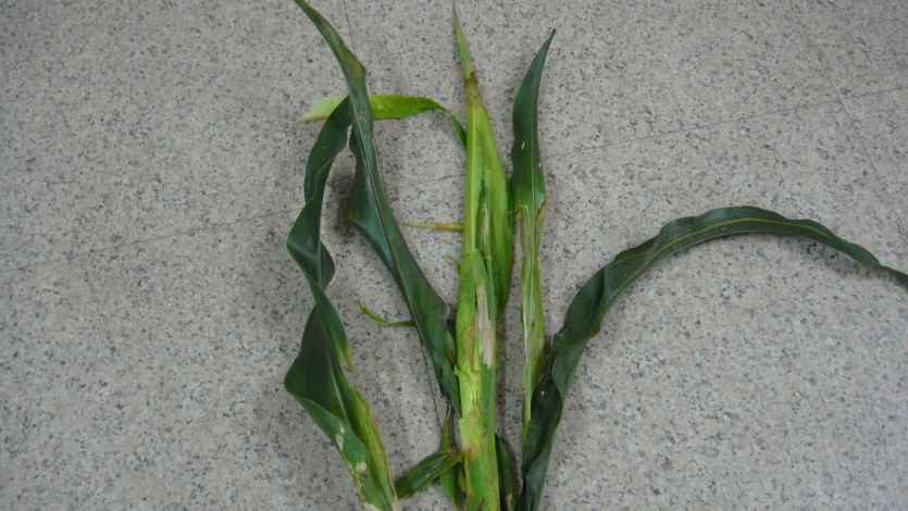 세균줄기썩음병 피해 증상 3