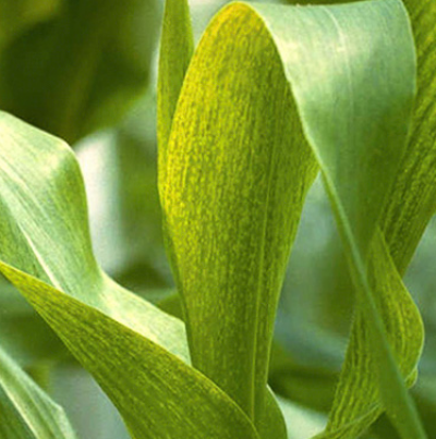 옥수수 오갈병 잎 병징