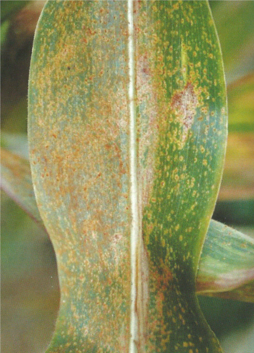 옥수수 녹병 잎 증상