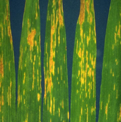 보리 세균성줄무늬병 잎 병징