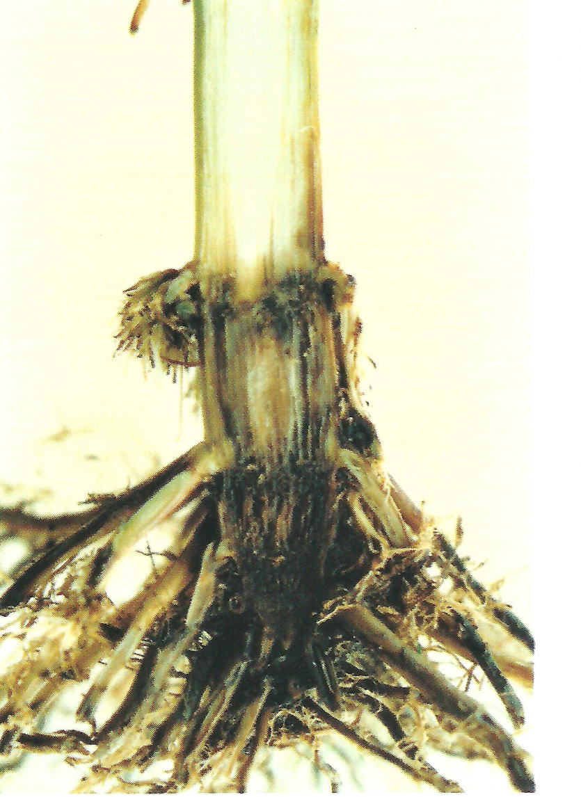 뿌리썩음병 줄기 내부 병징