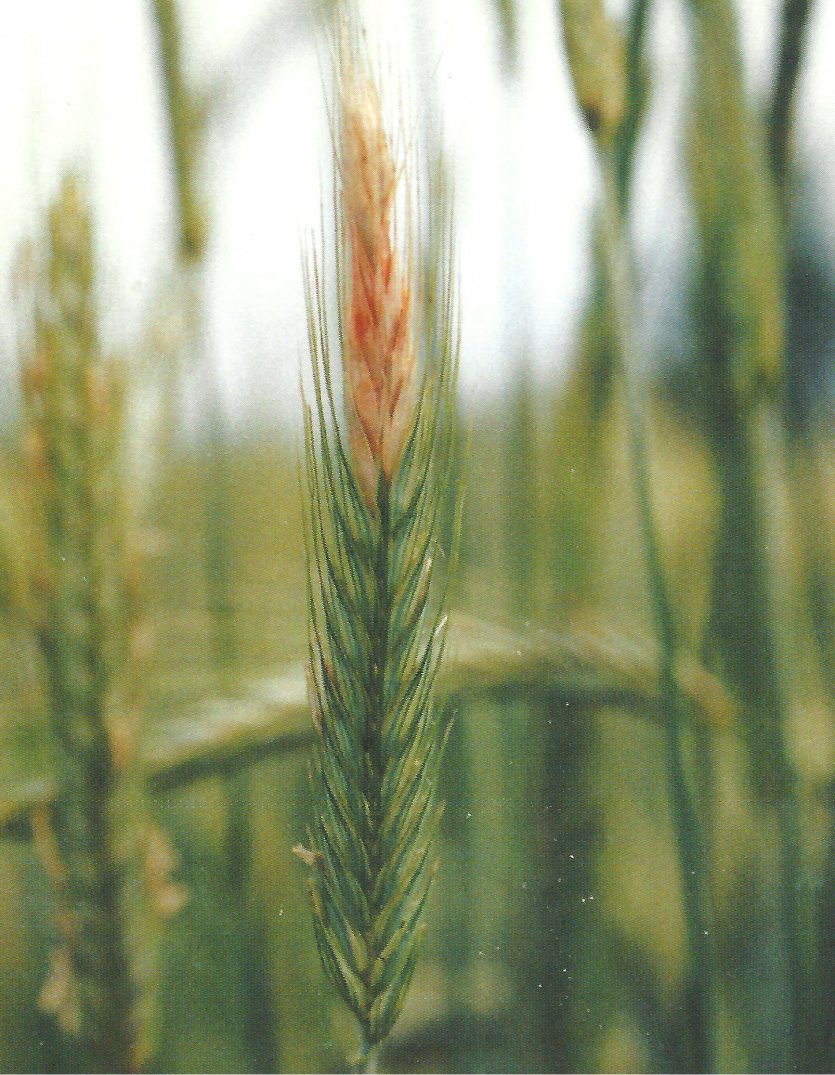 보리 붉은곰팡이병 호밀 증상