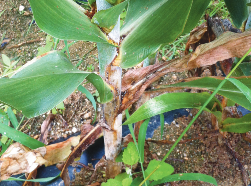 수수 잎집무늬마름병 피해 증상