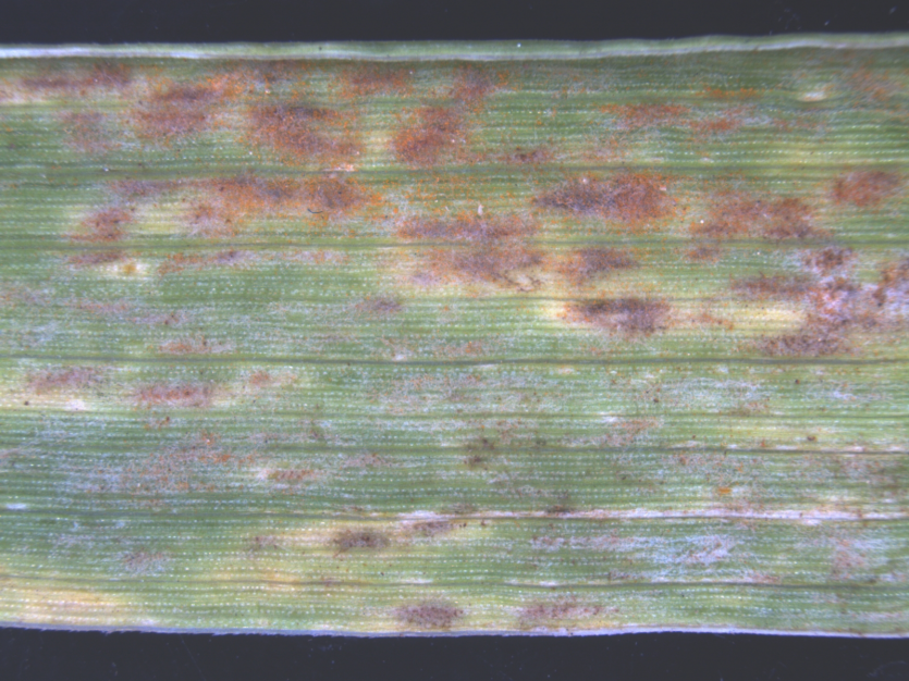 보리 녹병 잎 증상