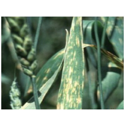 보리 이삭검은반점병 잎 병징