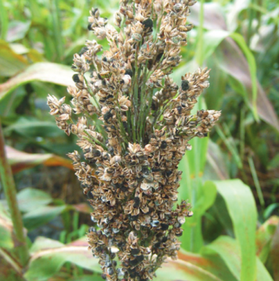 겉깜부기병 피해 증상