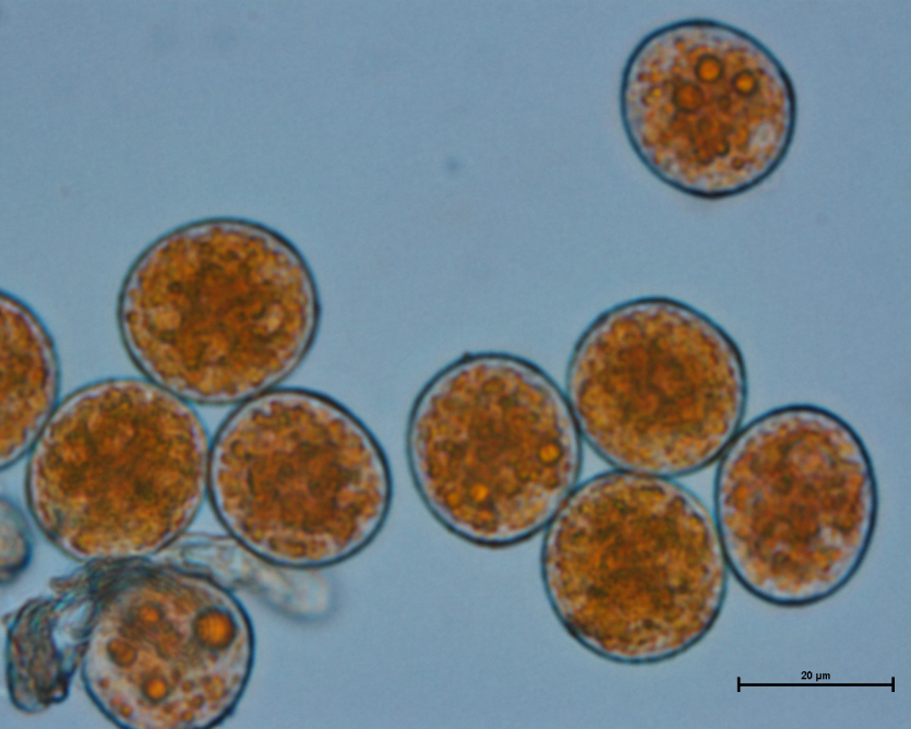 보리 녹병 병원균 하포자