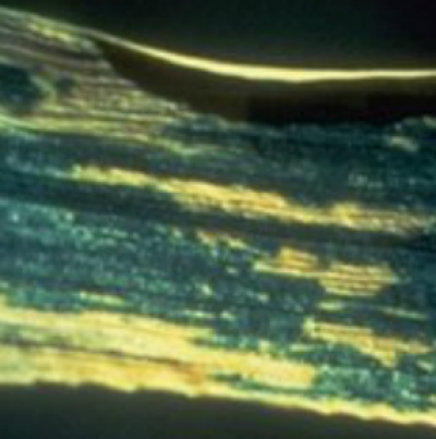 보리 세균성잎마름병 잎 병징