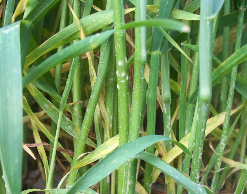 보리 흰가루병 피해 줄기