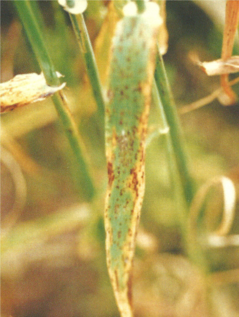 보리 점무늬병 보리 증상