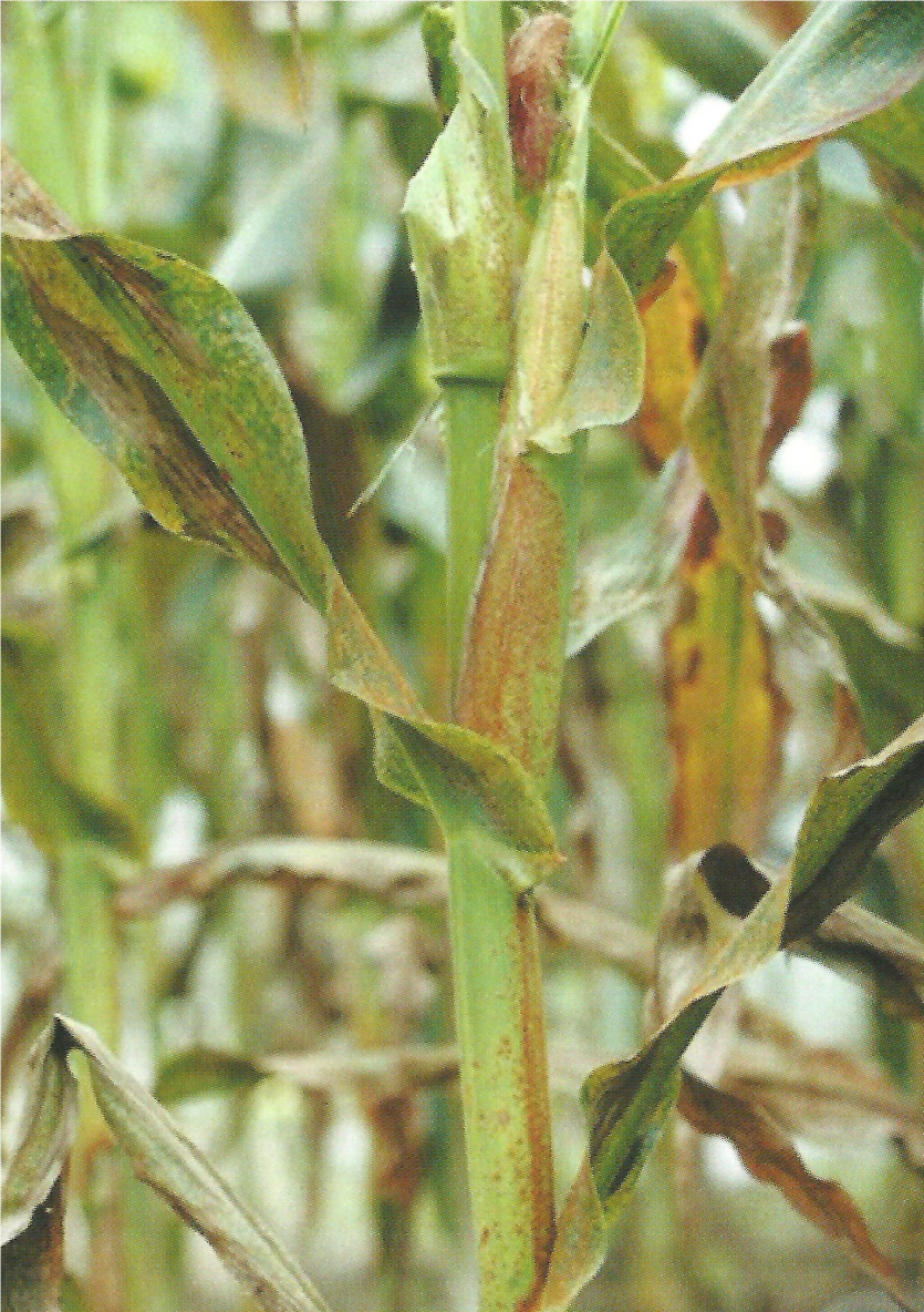 옥수수 녹병 잎과 잎집 증상